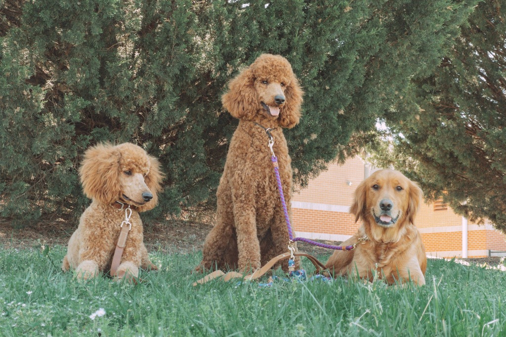 Star Creek Kennel - Poodles, Doodles and Retrievers - Hmmmmm. One