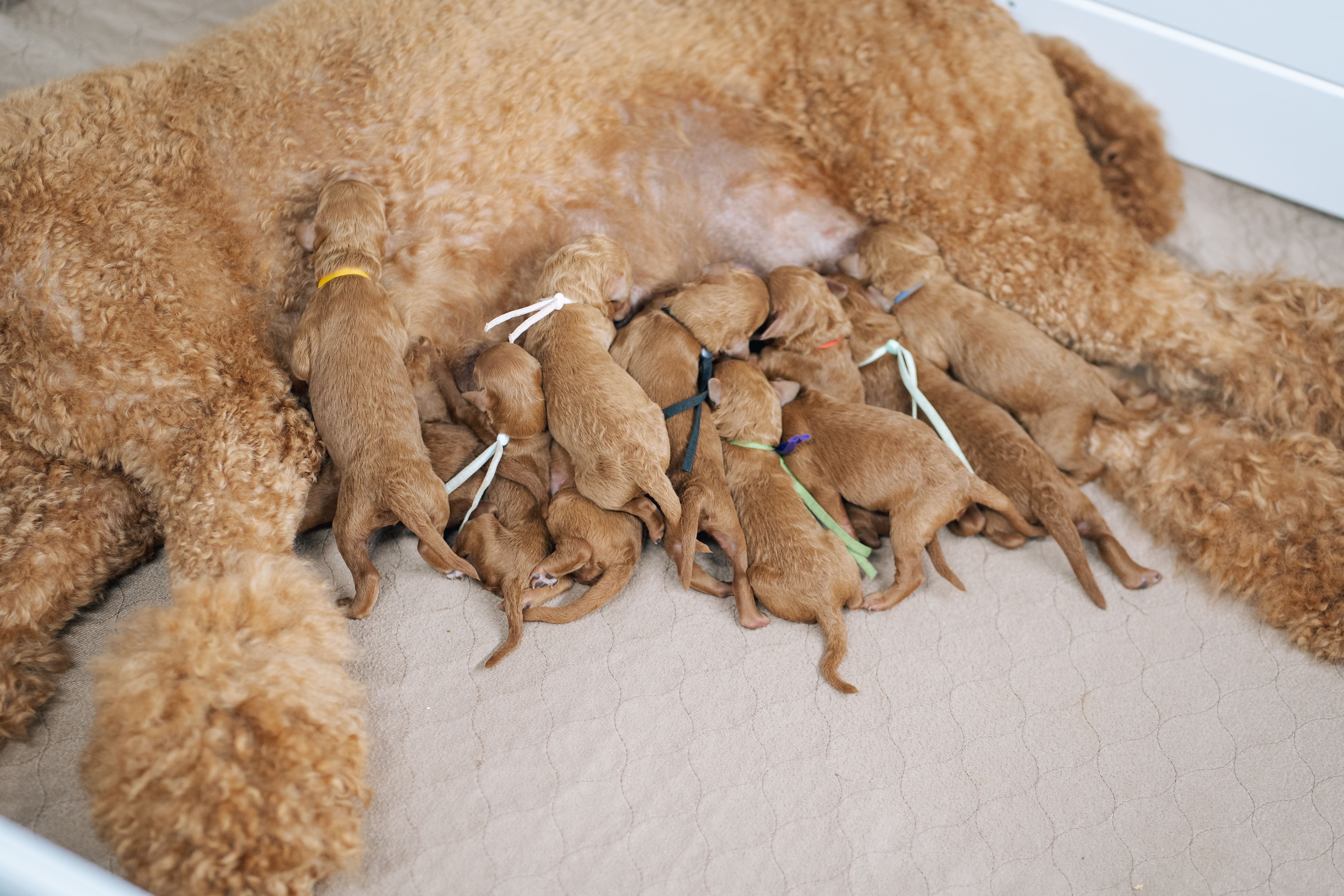 Standard Poodles – Abner Creek Poodles & Doodles