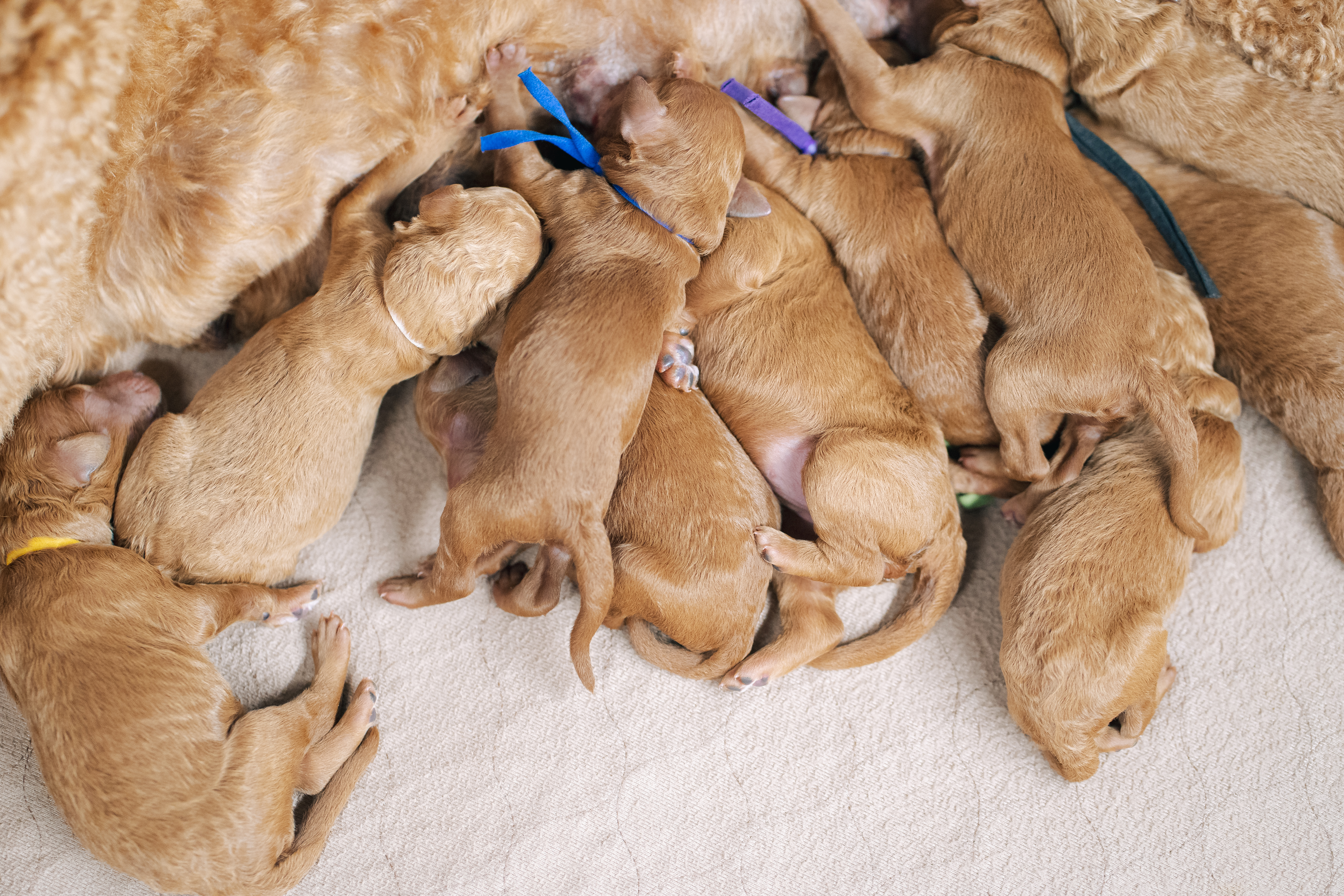 Standard Poodles – Abner Creek Poodles & Doodles