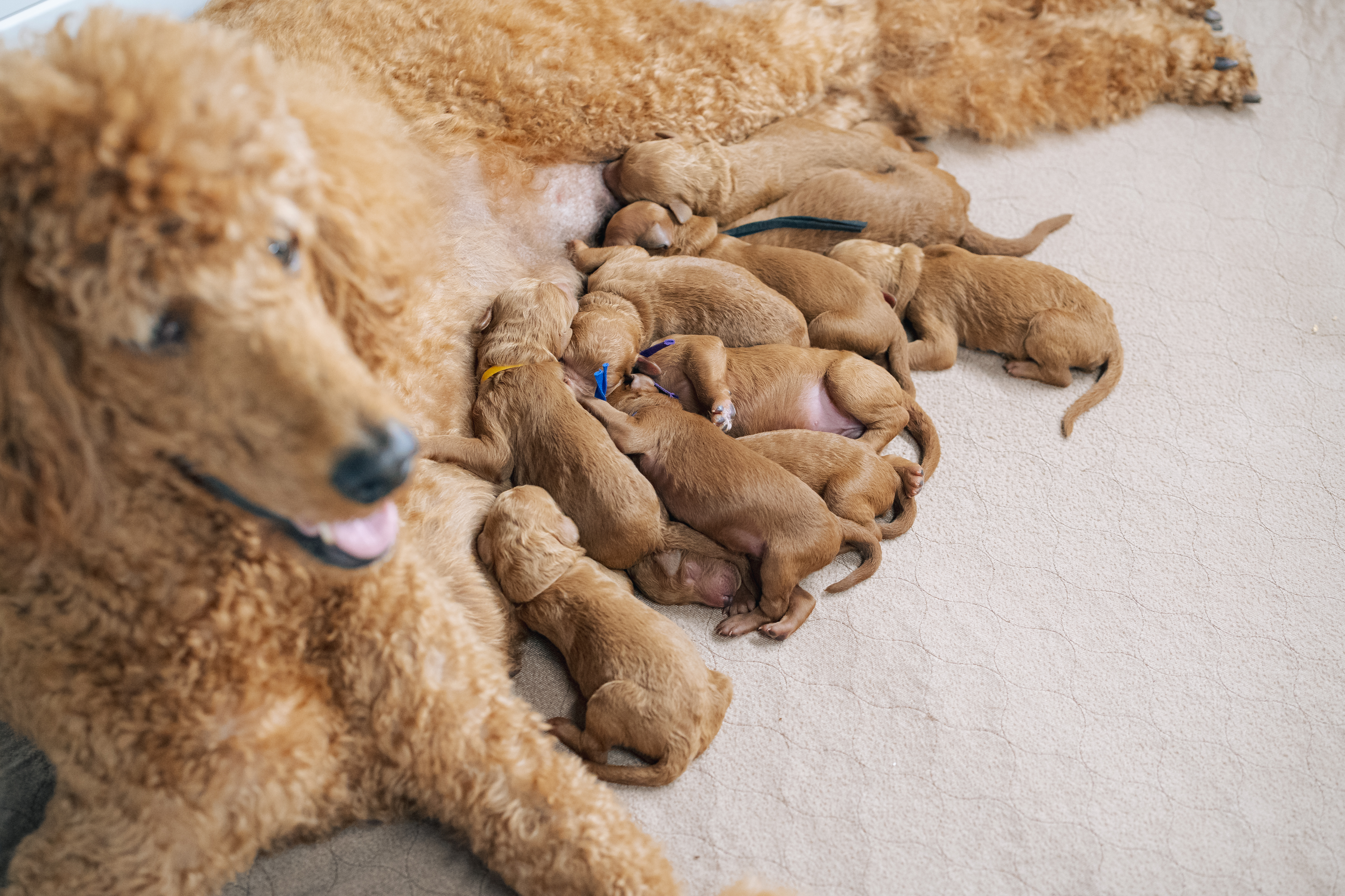 Standard Poodles – Abner Creek Poodles & Doodles